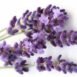 lavender-soap-holali